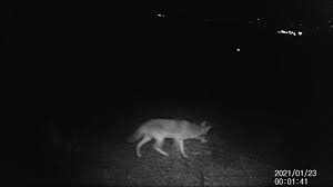 Fido will need a combination of. San Diego Is Not Going To Get Rid Of Its Coyotes San Diego Reader