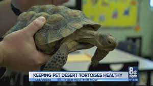 How To Keep Desert Tortoises Healthy The Do S And Don Ts When It Comes To Having Them As Pets Youtube