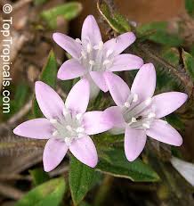 Image result for Richardia brasiliensis