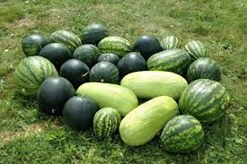 можно ли при сахарном диабете 2 типа есть арбуз Luchshie Sorta Arbuzov S Foto I Opisaniem