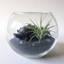 Black Friday Terrarium Kit By Terrariumkits On Etsy Terrariums Kits Terrarium Hanging Air Plants