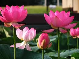 Lotus Flower Hd Wallpaper Lotus Flower Pictures Lotus Flower Hd Photos New Wallpapers Beautiful Lotus Flower High Resolution Lotus Flower W Planten Water