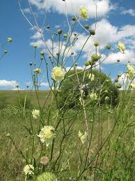 Image result for Cephalaria integrifolia