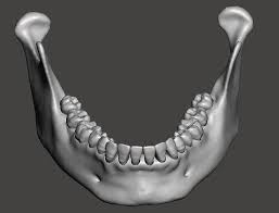 Real Human Mandibular Jaw Anatomy With 3d Print Model V 2020 G Zuby Cherep Keramika