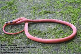 Image result for Tetracera boiviniana