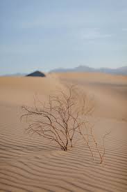 Desert Plant Growing Out Of Windblown Sand Dune In The Death Valley Free Image By Rawpixel Com Megan Rogers In 2020 Desert Plants Desert Aesthetic Sand Dunes