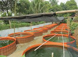 Cara Pembenih Lele Hadapi Hujan Andalan Air Tawar Trobos Aqua Com