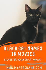 I am getting a new kitten tomorrow and i got a new one last week. Black Cat Names In Movies Cat Names Cats Pet Names