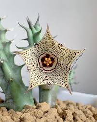 Image result for Huernia longituba