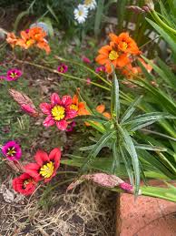 Image result for Sparaxis