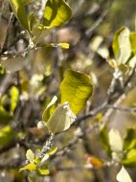 Image result for Brachylaena huillensis