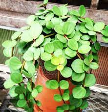 Diatas adalah daftar nama dan harga tanaman hias merambat yang mempunyai bunga harum. Macam Macam Tanaman Bunga Merambat Yang Paling Diminati Bibitbunga Com