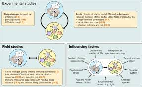 The Sleep Immune Crosstalk In Health And Disease Abstract Europe Pmc
