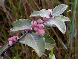 Image result for Sabicea