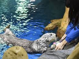 海遊館 アリューシャン列島 ラッコ(sea otter：イタチ科) その3 ラッコは良質の毛皮を持つために乱獲されたが、現在は保護政策によって数が回復しつつある。 ←back next→ アリューシャン列島 トップにもどる 海遊館トップにもどる æµ·éŠé¤¨ ãƒ©ãƒƒã‚³ã®ãƒ'ã‚¿ãŒå›½å†…æœ€é«˜é½¢21æ­³ã« ã‚«ãƒ©ãƒ•ãƒ«ãª ãƒãƒ¼ã‚¹ãƒ‡ãƒ¼æ°· ã«å¤§èˆˆå¥® å¤§é˜ªãƒ™ã‚¤çµŒæ¸ˆæ–°èž