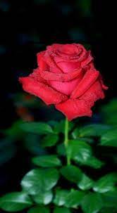 Check spelling or type a new query. Bunga Mawar Merah Mawar Merah Mawar Bunga