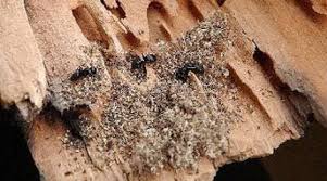 La Fourmi Charpentiere Est Le Seul Insecte Qui Vous Donne Acces A Un Recours Pour Vice Cache Apres L Achat De Votre Maison Fourmis Charpentieres Fourmis Cacher
