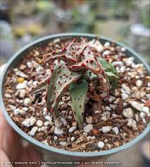 Image result for Aloe canis