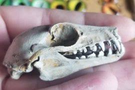 Image result for Acompsia subpunctella