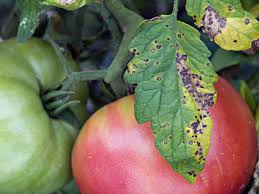 Problems with your tomato plants? How To Diagnose Spotty Tomato Leaves