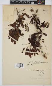 Image result for Dichilus reflexus