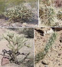 Although the jumping cholla has flowers and forms fruit, the fruit is usually sterile the jumping cholla have developed several adaptations to survive in the arid desert environment of its habitat. Cylindropuntia Acanthocarpa Var Coloradensis A D Kofa Queen Download Scientific Diagram