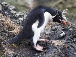 Rockhopper penguins are distinguished by the irreverent crest of spiky yellow and black feathers that adorns their head. Southern Rockhopper Penguin Eudyptes Chrysocome Birds Of The World