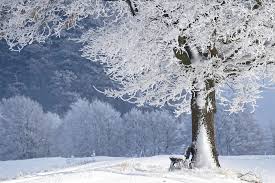 So, removal of six inches might start at $85, while removal of 18 inches would cost $145. Why Does Snow Melt Around Tree Trunks First Wxpr