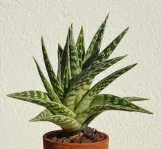 This lowers oxidative stress on your body and reduces the risk of chronic conditions such as diabetes, heart. Aloes Planter Et Cultiver Ooreka