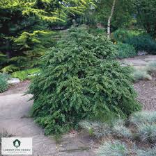 Image result for Berberis verruculosa