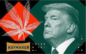Dumping Trump is the only way marijuana legalization will happen
