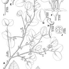 Image result for Memecylon torrei