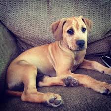 Petland dayton has labrador retriever puppies for sale! Adopt Flint On Petfinder Labrador Retriever Dog Terrier Mix Dogs Labrador Retriever