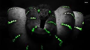 Black Snake Wallpapers Group 78 Discover photos, videos and articles from friends that share your passion for beauty, fashion, photography, travel, music, wallpapers and more. black snake wallpapers group 78