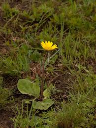 Image result for Haplocarpha