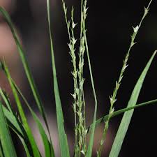 Image result for Chascanum adenostachyum