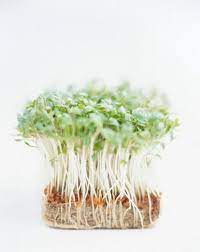 How To Grow Cress In A Paper Towel Fast Growing Plants Growing Plants Plants Science Experiments