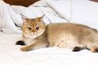 Available Golden Kittens | Stylish Cats|British shorthair ...