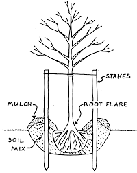 We did not find results for: Planting Too Deep Can Kill Your Tree Portsmouth Daily Times