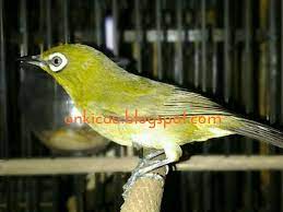 Perawatan Tepat Untuk Pleci Bakalan Agar Cepat Bunyi On Kicau