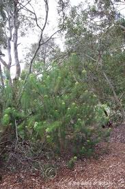 Image result for Hypoxis subspicata