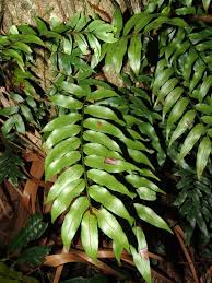 Image result for Arthropteris anniana