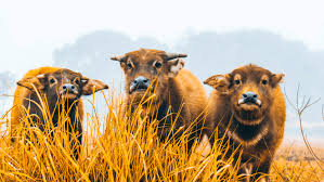 Um rebanho de gado caminhando por um campo verde exuberante foto