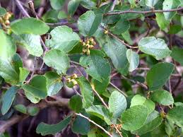 Image result for Cordia monoica