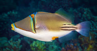 Image result for Humularia reekmansii