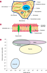 Animal cell structure matching exercise. Cell And Molecular Mechanics Of Biological Materials Nature Materials