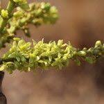 Image result for Lannea asymmetrica