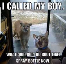 Image Result For I Called My Boy Whatcha Gonna Do About That Spray Bottle Now Funny Animal Memes Funny Animal Quotes Cute Funny Animals