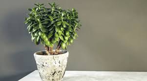 Jade plants young and old should receive at least four to six hours of sunlight daily, but keep the plant safe from direct rays of sunlight. Jade Plant Guide How To Take Care Of A Jade Plant