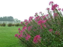 Image result for Cleome houtteana